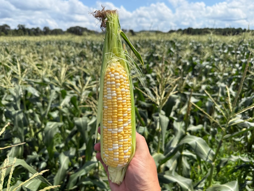 🚨🌽 SWEET CORN SEASON IS HERE!&nbsp;🌽🚨