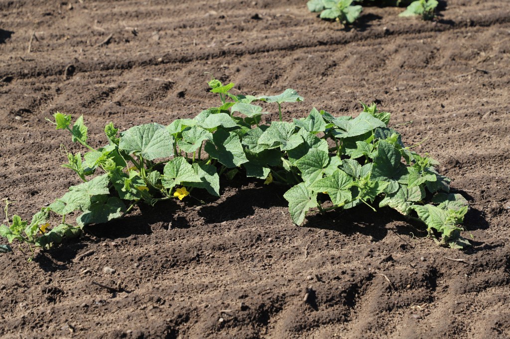 Produce Update July 10,&nbsp;2025