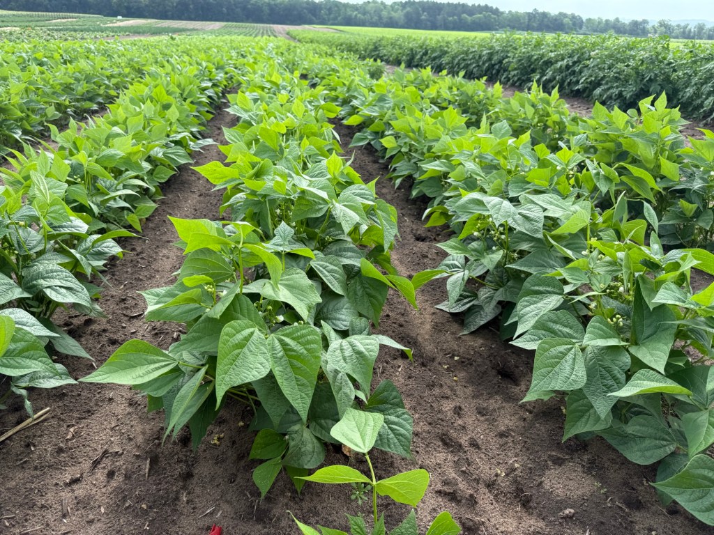 Produce Update July 1, 2026