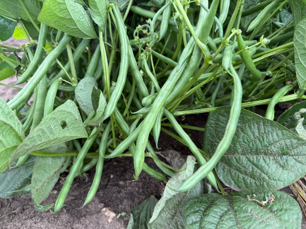First Day with Green Beans at Roadside Stand (Thursday, July 9th)