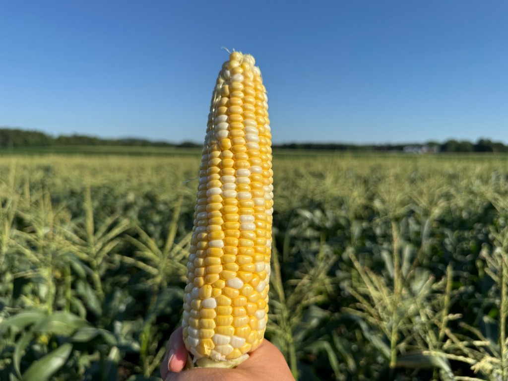 🚨🌽 SWEET CORN SEASON IS HERE! 🌽🚨