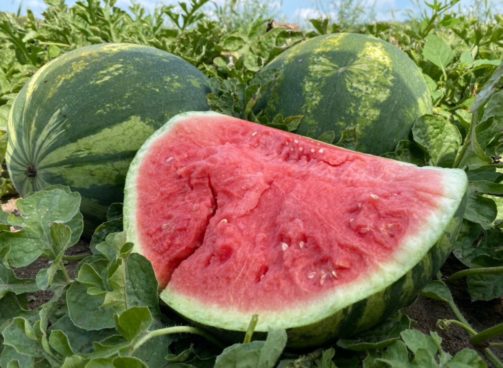 Produce Update September 1, 2026 (Peak Watermelon Season! 🍉)